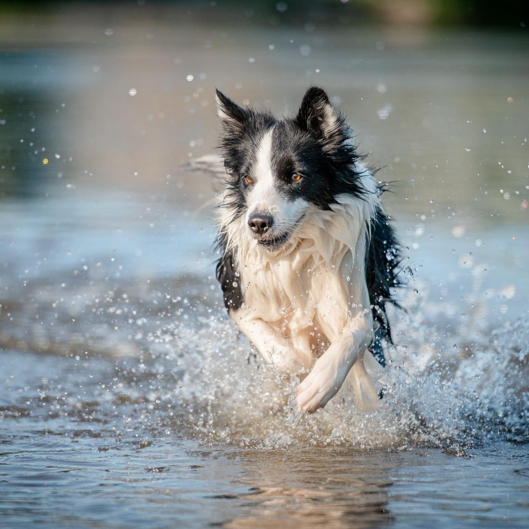 perro agua